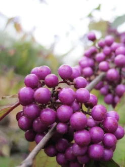 Titelseite 40 Callicarpa Bodinieri 'Profusion', Liebesperlenstrauch