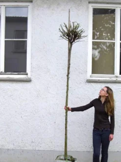Catalpa Bignonioides Nana, Kugel-Trompetenbaum - Hochstamm -Juliana Verkäufe catalpa nana hochstamm 1280x1280
