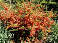 Nordische Zitrone, Essbare Zierquitte -Juliana Verkäufe chaenomeles cido 1280x1280