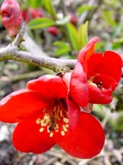 Chaenomeles Superba 'Crimson And Gold', Zierquitte -Juliana Verkäufe chaenomeles crimson j 1280x1280