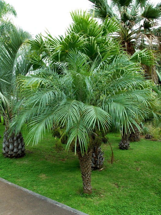 Chamaerops Humilis, Zwergpalme 2 Chamaerops Humilis, Zwergpalme – Bild 2