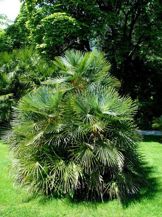 Chamaerops Humilis, Zwergpalme 3 Chamaerops Humilis, Zwergpalme – Bild 3