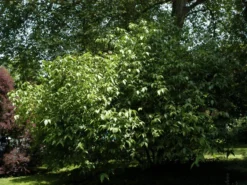 Chimonanthus Praecox, Chinesische Winterblüte -Juliana Verkäufe chinesische winterbluete st 1280x1280