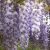 Wisteria Sinensis, Chinesischer Blauregen