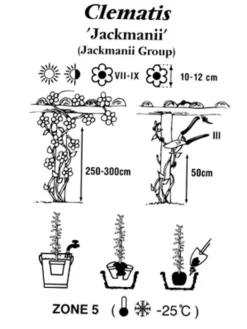 Clematis Jackmanii -Juliana Verkäufe clematis jackmanii 1280x1280
