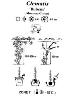 Clematis Montana 'Rubens', Anemonenwaldrebe -Juliana Verkäufe clematis montana rubens 1280x1280