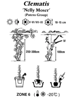 Clematis 'Nelly Moser' -Juliana Verkäufe clematis nelly moser 1280x1280