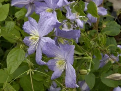 Clematis 'Prince Charles'