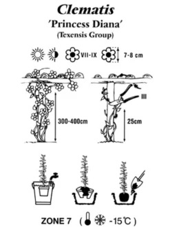 Clematis Texensis 'Princess Diana' -Juliana Verkäufe clematis princessdiana 1280x1280