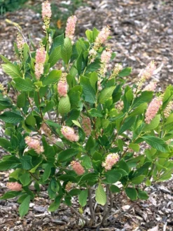 Clethra Alnifolia 'Pink Spire', Rosa Silberkerzenstrauch, Scheineller