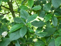 Clethra Alnifolia, Zimterle, Scheineller -Juliana Verkäufe clethra alnifolia 1280x1280