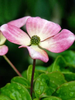 Cornus Kousa 'Satomi', Japanischer Blumenhartriegel