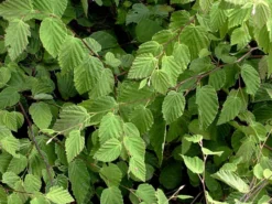 Corylopsis Pauciflora, Niedrige Scheinhasel 5 Corylopsis Pauciflora, Niedrige Scheinhasel -Juliana Verkäufe corylopsis pauciflora blatt 1280x1280