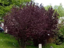 Corylus Maxima 'Purpurea', Purpurhasel -Juliana Verkäufe corylus purpurea strauch55599b3448cf0 1280x1280