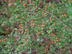 Cotoneaster Divaricatus, Sparrige Zwergmispel -Juliana Verkäufe cotoneaster divaricatus 1280x1280