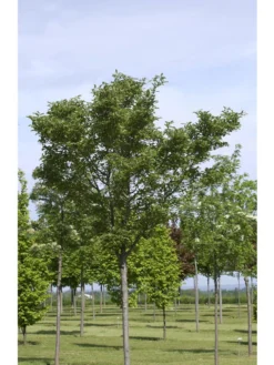 Crataegus Lavallei 'Carrierei', Lederblättriger Weißdorn - Hochstamm -Juliana Verkäufe crataegus x lavallei carrie 1280x1280