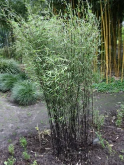 Fargesia Jiuzhaigou 'Deep Purple', Jade Bambus, Rothalmiger Schirm-Bambus -Juliana Verkäufe deep purple bambus 1280x1280