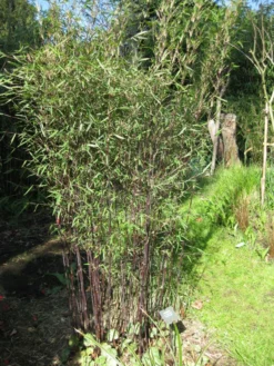 Fargesia Jiuzhaigou 'Deep Purple', Jade Bambus, Rothalmiger Schirm-Bambus -Juliana Verkäufe deep purple halme 1280x1280