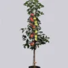 Duo-Apfelbaum - Jonagold Und Elstar