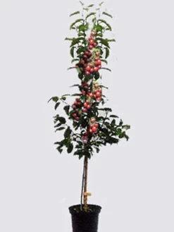 Duo-Kirschbaum - Sunburst Und Burlat