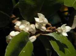 Elaeagnus Ebbingei, Wintergrüne Ölweide -Juliana Verkäufe elaeagnus ebbingei bluete59e73723b3eb7 1280x1280