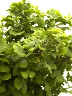 Ginkgo Biloba Mariken, Kugel-Ginkgo - Hochstamm -Juliana Verkäufe faecherblattbaum mariken 1280x1280