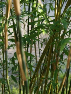 Fargesia Denudata 'Lancaster', Überhängender Bambus, Wasserfall-Bambus