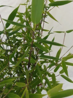 Fargesia Murielae 'Tiny', Schirmbambus -Juliana Verkäufe fargesia tiny blatt 1280x1280