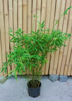Fargesia Murielae 'Tiny', Schirmbambus -Juliana Verkäufe fargesia tiny 1280x1280