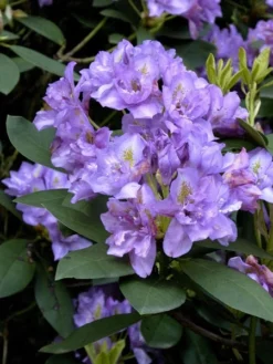 Rhododendron 'Fastuosum Flore Pleno' -Juliana Verkäufe fastuosum flore pleno rhodo 1280x1280