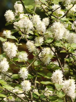 Fothergilla Major, Federbuschstrauch