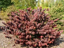 Viburnum Plicatum Tomentosum, Filziger Schneeball -Juliana Verkäufe filziger schneeball 1280x1280