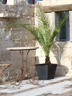 Pflanzkübel Geflecht-Dekor -Juliana Verkäufe flechtkuebel eckig niedrig57ebb4ed38d1b 1280x1280