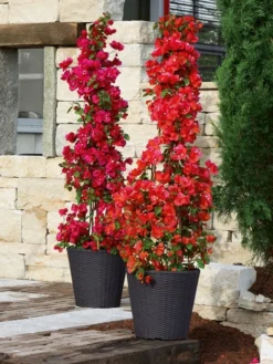 Pflanzkübel Geflecht-Dekor -Juliana Verkäufe flechtkuebel rund niedrig b 1280x1280