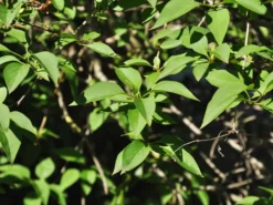 Syringa Chinensis, Chinesischer Flieder -Juliana Verkäufe flieder china blatt55599f4a2acaa 1280x1280