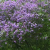 Syringa Chinensis, Chinesischer Flieder