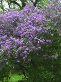 Syringa Chinensis, Chinesischer Flieder