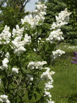 Syringa Vulgaris 'Madame Lemoine', Edel-Flieder