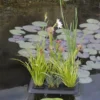 Floating Plant Oasis Von Velda (Art.Nr. Vel127603)