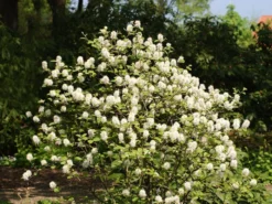 Fothergilla Major, Federbuschstrauch -Juliana Verkäufe fothergilla major 1280x1280