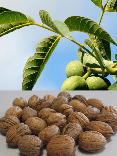 Walnuss 'Franquette' - Veredelung 1 Walnuss 'Franquette' - Veredelung