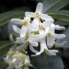 Osmanthus Burkwoodii, Frühlings-Duftblüte