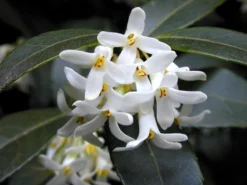 Osmanthus Burkwoodii, Frühlings-Duftblüte