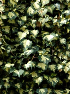 Hedera Helix 'Goldheart', Gelbbunter Efeu 'Goldheart', Goldefeu