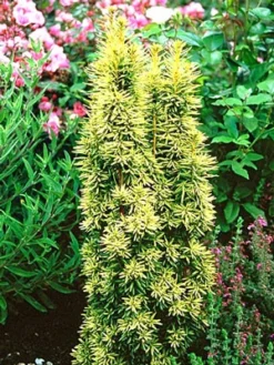 Taxus Baccata 'Fastigiata Aureomarginata' -Juliana Verkäufe gelbe saeuleneibe 81493 1 1280x1280
