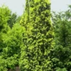 Taxus Baccata 'Fastigiata Aureomarginata'