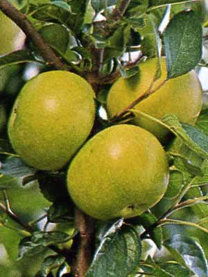 Apfel Gelber Edelapfel 1 Apfel Gelber Edelapfel