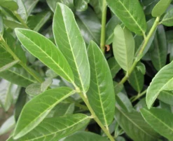 Prunus Laurocerasus Genolia® 'Mariblon', Säulenförmiger Kirschlorbeer -Juliana Verkäufe genolia mariblon blatt 1280x1280