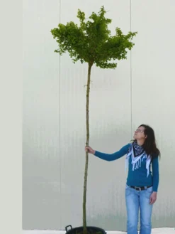 Ginkgo Biloba Mariken, Kugel-Ginkgo - Hochstamm -Juliana Verkäufe ginkgo mariken hochstamm 1280x1280