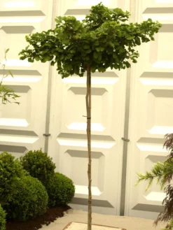 Ginkgo Biloba Mariken, Kugel-Ginkgo - Hochstamm